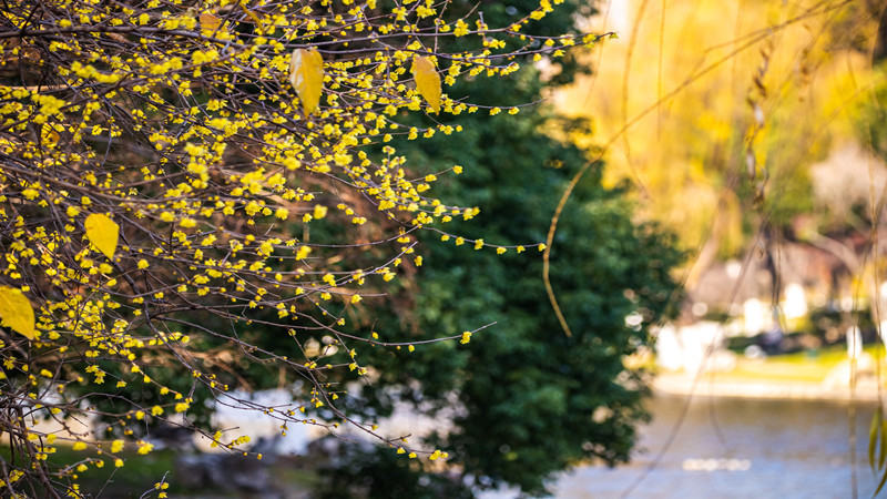 尋它一段幽香，南京玄武湖蠟梅進入最佳觀賞期