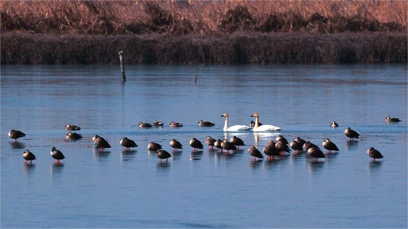 江蘇興化：生態濕地 鳥的天堂