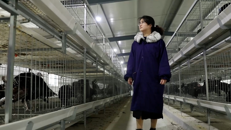 “火鳳凰”魯曼的鄉村振興夢