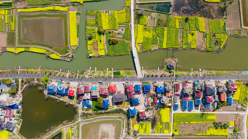 金波泛浪踏春風 油菜花開春意濃