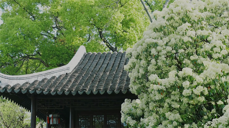 江南古城春色好 風光無限惹人醉