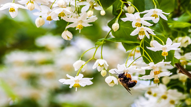 南京玄武湖秤錘花開，清雅可愛