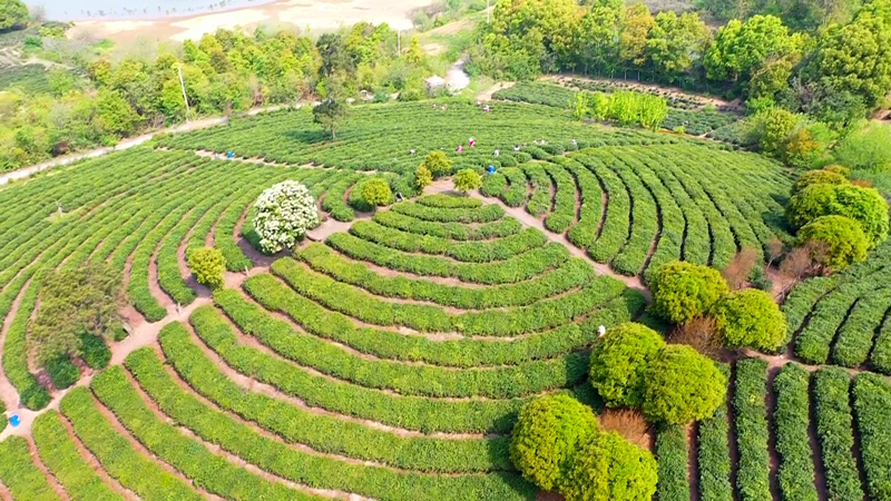南京高淳：綠色發展謀致富 青山滴翠茶飄香