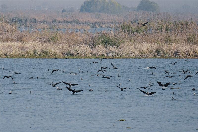 生態里下韻 醉美大縱湖