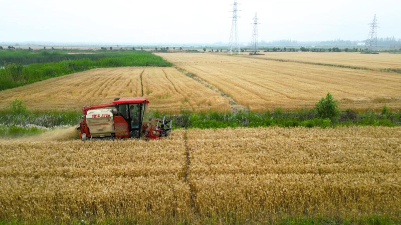 風吹麥浪芒種時 麥香深處有希望