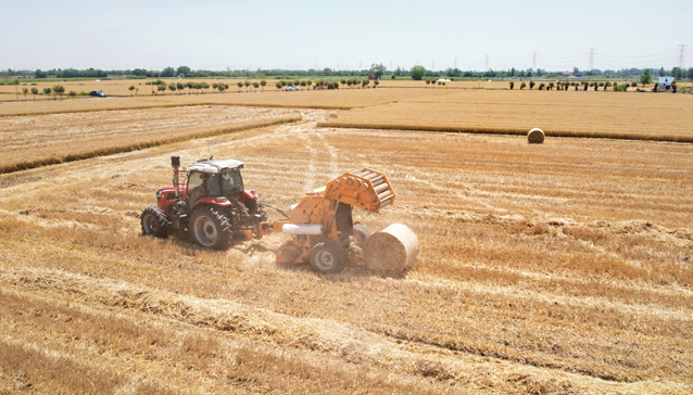風吹麥浪遍地黃 顆粒歸倉豐收忙