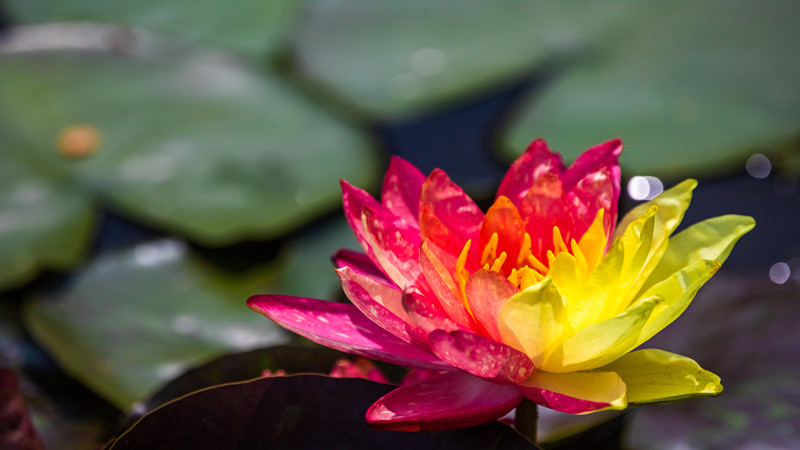 罕見紅黃雙拼色睡蓮現身南京玄武湖
